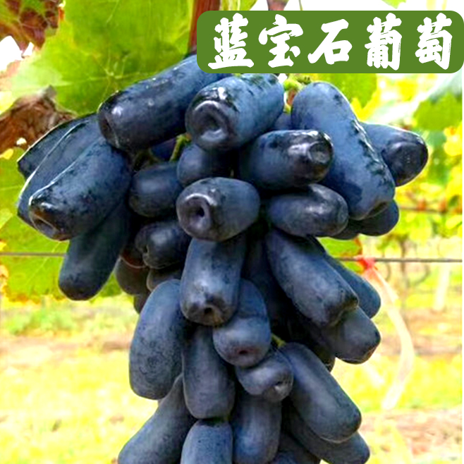 蓝宝石葡萄