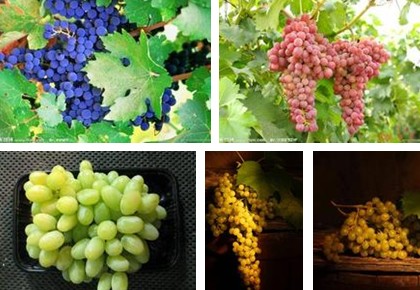 葡萄的品种及分类